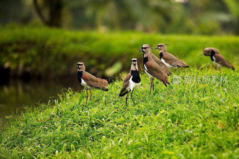 一群南田凫鸟(Vanellus chilensis)在一个郁郁葱葱的绿色田野，哥斯达黎加